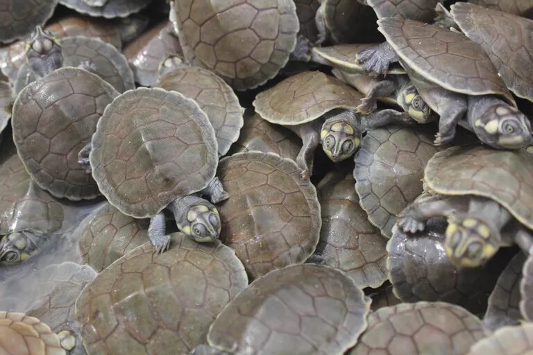 ts29 tortoise