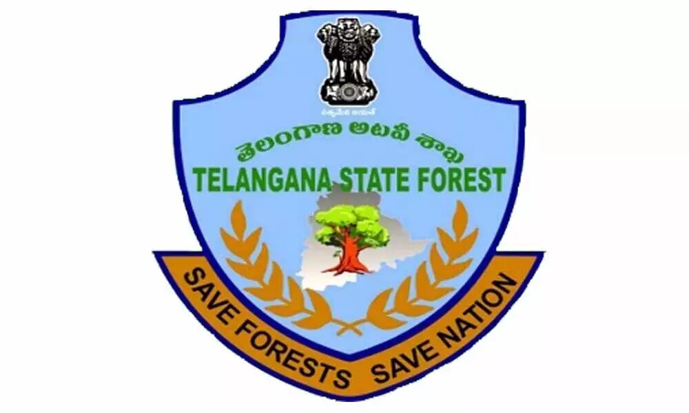 ts29 forest logo